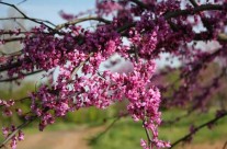 Trees We Love – Redbud