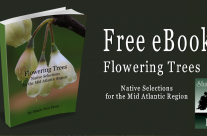 Free eBook – Flowering Trees Native Selections