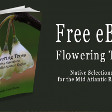 Free eBook – Flowering Trees Native Selections