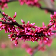 Appalachian Red Redbud