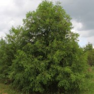 Bald Cypress