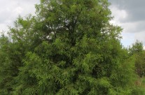 Bald Cypress