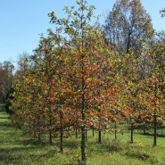 Shumard Oak