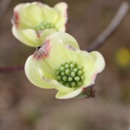 Dogwood