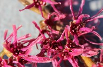 Amethyst Witch Hazel