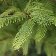 Dawn Redwood