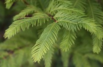 Dawn Redwood