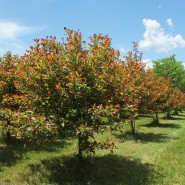 Wildfire Black Gum