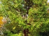 stf-paperbark-maple-side-profile-200x300