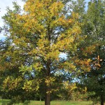 Burr Oak entire tree fall color