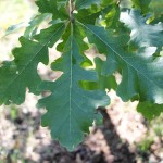 Burr Oak leaf detail