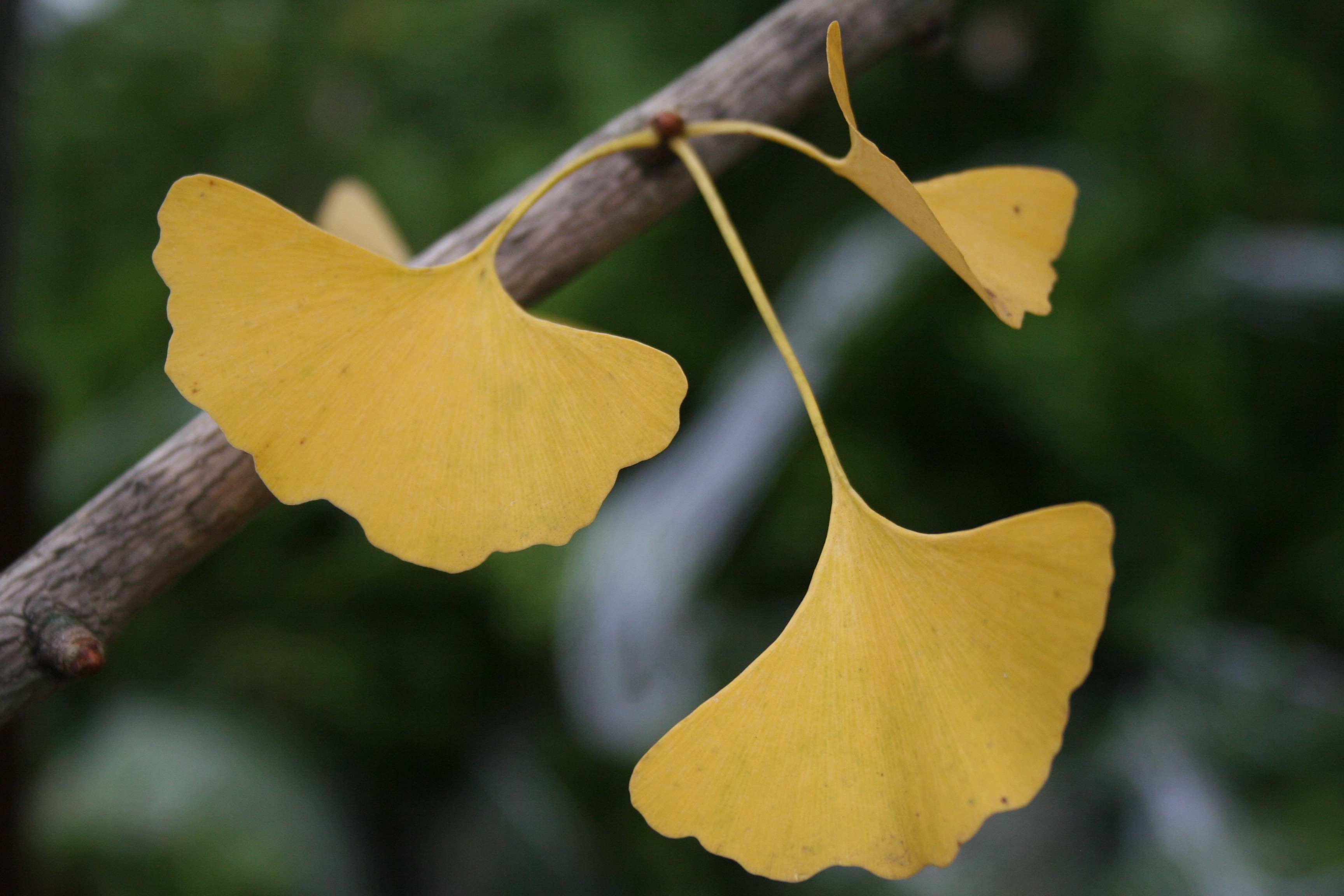 Shade tree - Autumn Gold Ginkgo | Shade Tree Farm