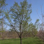 Prospector Elm