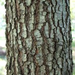 Willow Oak bark detail