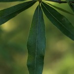 willow oak leaf detail