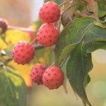 Kosa Dogwood Fruit