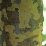 Kousa Dogwood bark