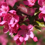 Prairiefire Crabapple flower detail