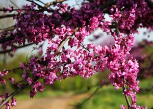 Redbud flower detail