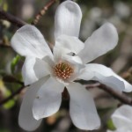 Dr Merrill Magnolia