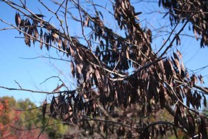 Redbud seed pods