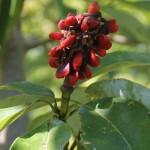 Sweetbay Magnolia seed pod