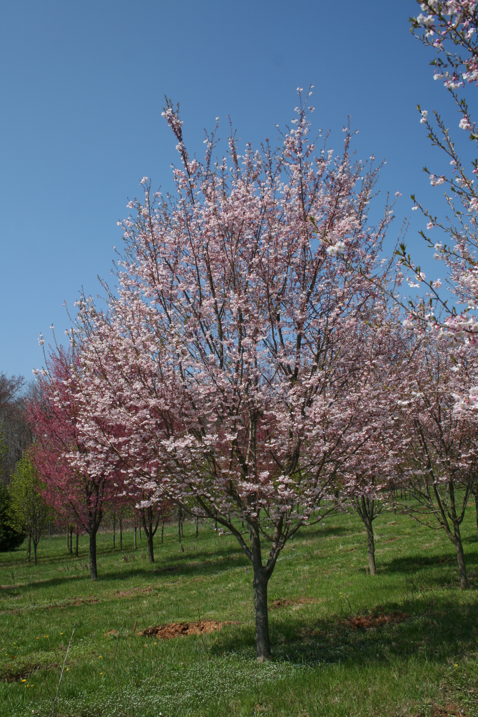 Flowering tree- Autumnalis Cherry ( Prunus subhirtella autumnalis) | Shade Tree Farm1664 x 2496