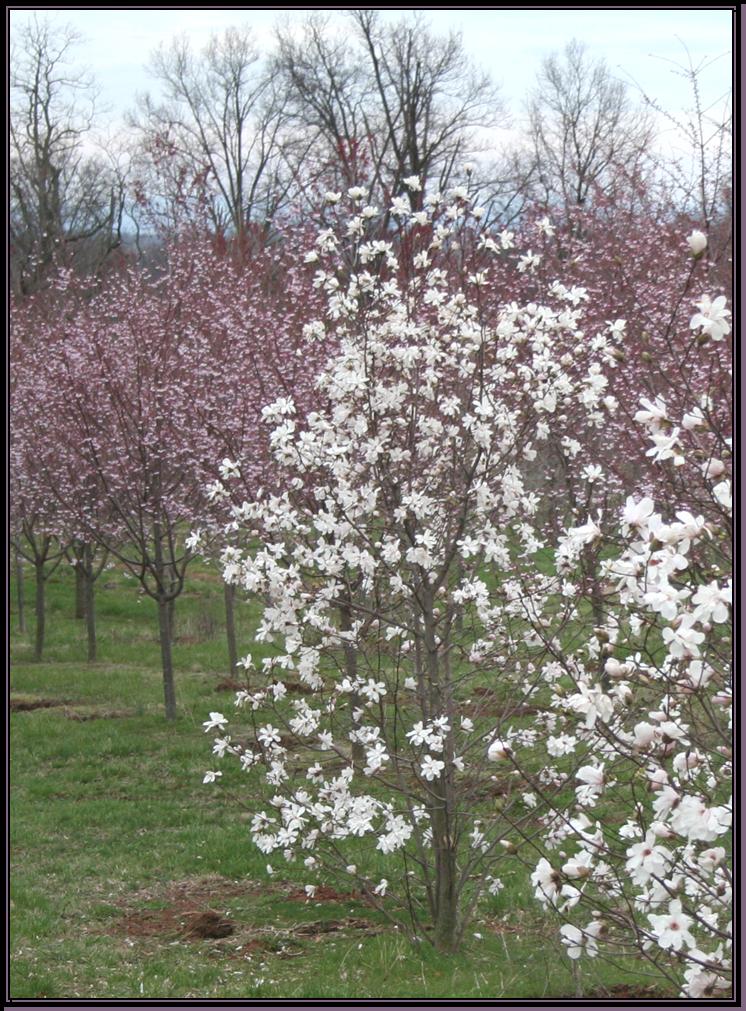 Merrill Magnolia Tree Growth Rate