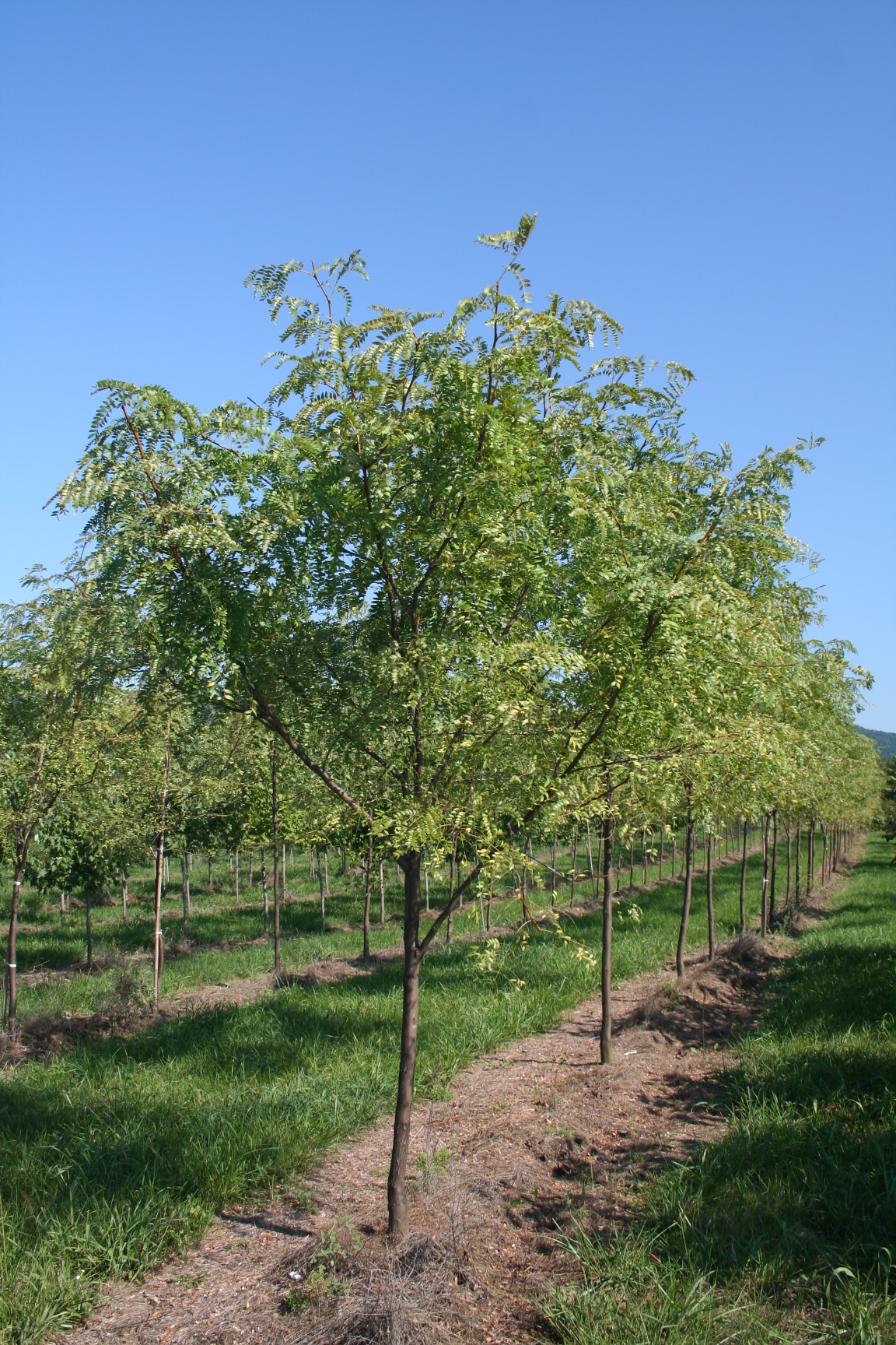 Honeylocust summer Shade Tree Farm Shade Tree Farm
