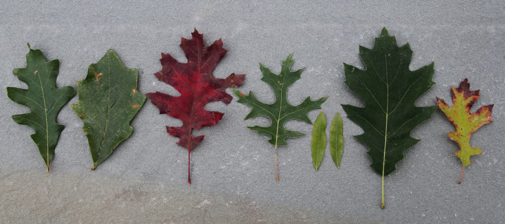 Oaks leaf collection