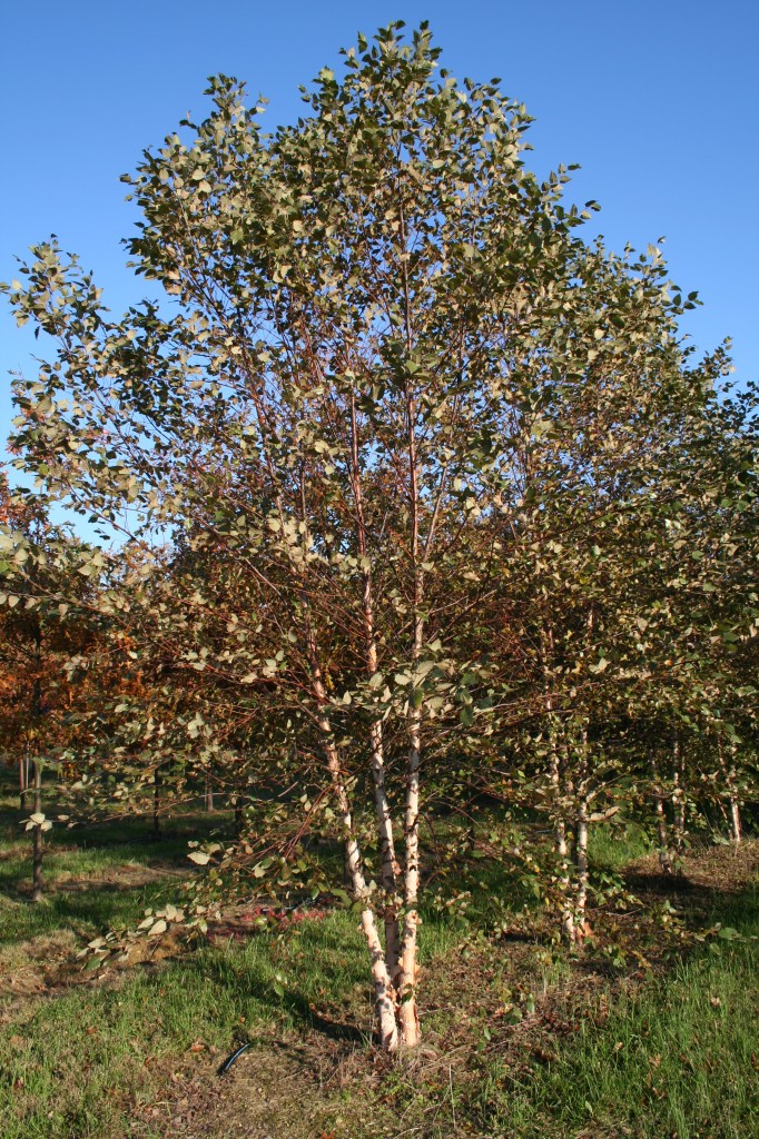 River Birch Summer Shade Tree Farm Shade Tree Farm