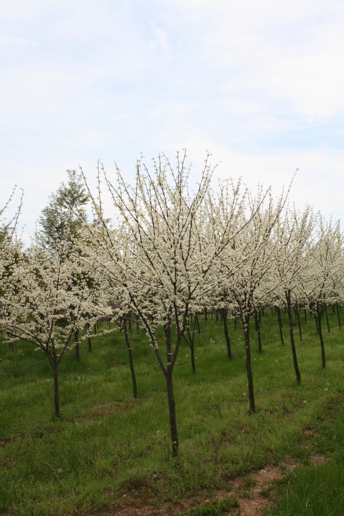 White Redbud Shade Tree Farm Shade Tree Farm