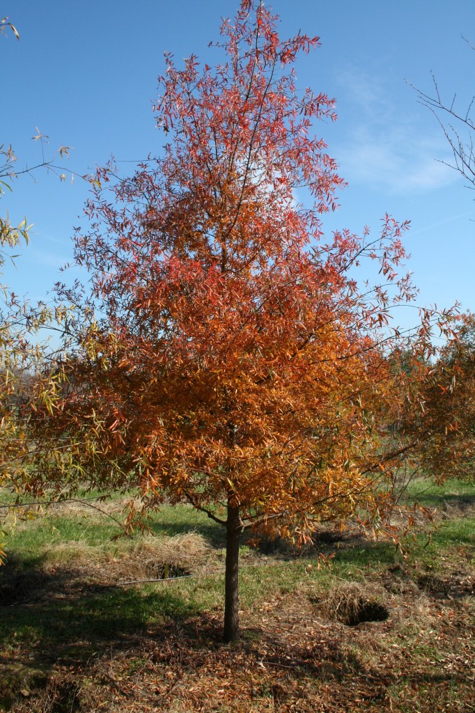 Willow oak Fall Shade Tree Farm Shade Tree Farm