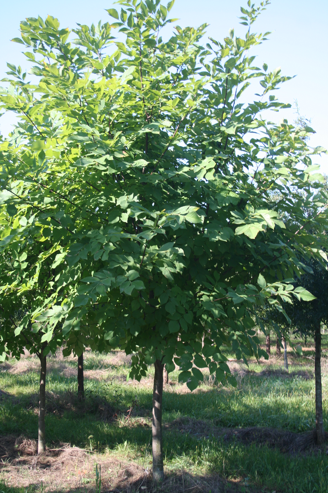 Yellowwood summer Shade Tree Farm Shade Tree Farm