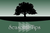 Seasonal Tips Button