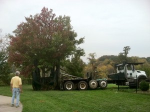 100" Truck Mounted Tree Spade with a 12" Red Sunset Maple
