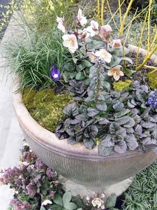 houzz forums shade tree houzz forums shade tree