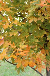 Legacy Sugar Maple leaf detail