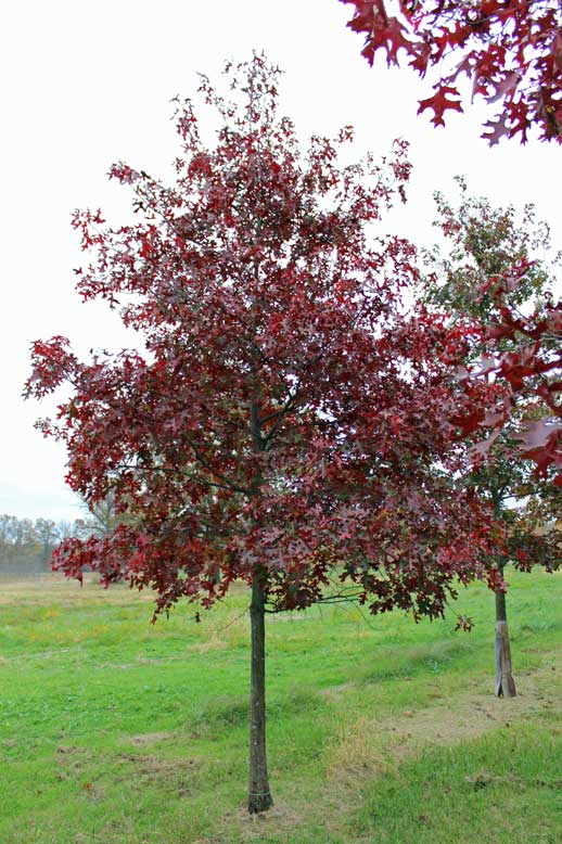 best time to plant trees in fall, Gordonsville VA