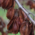 Carolina Silverbell fruit detail