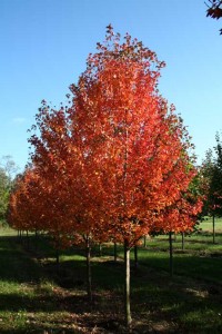 Red Sunset Red Maple