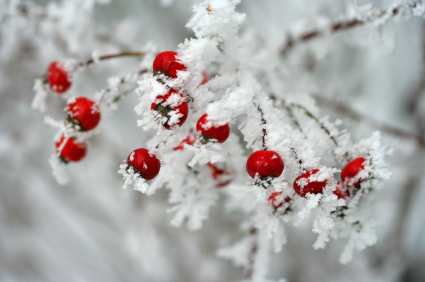 Red Winter Berries