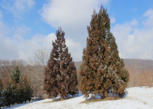 Cryptomeria 