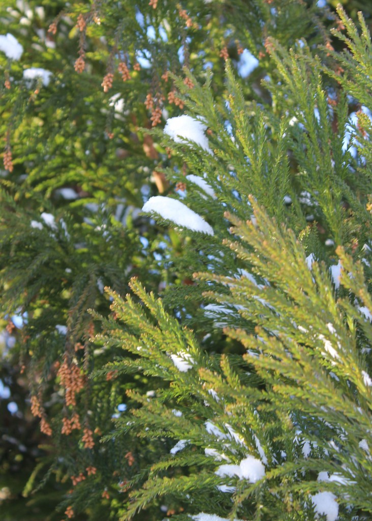 Here you can see its beautiful texture and flowers.