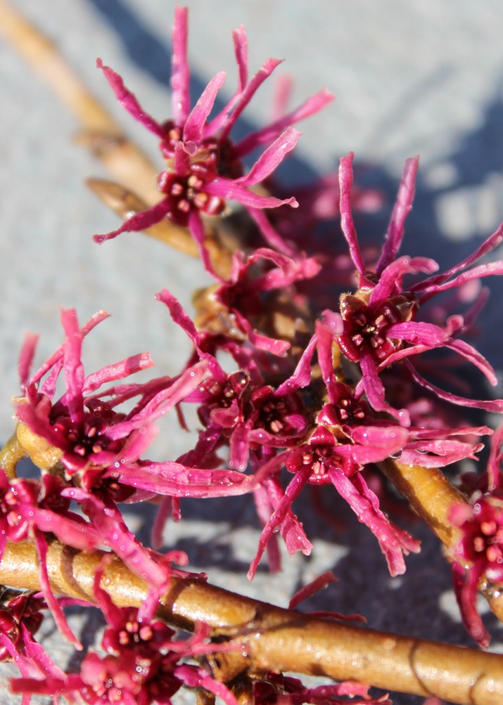 Amethyst Witch Hazel