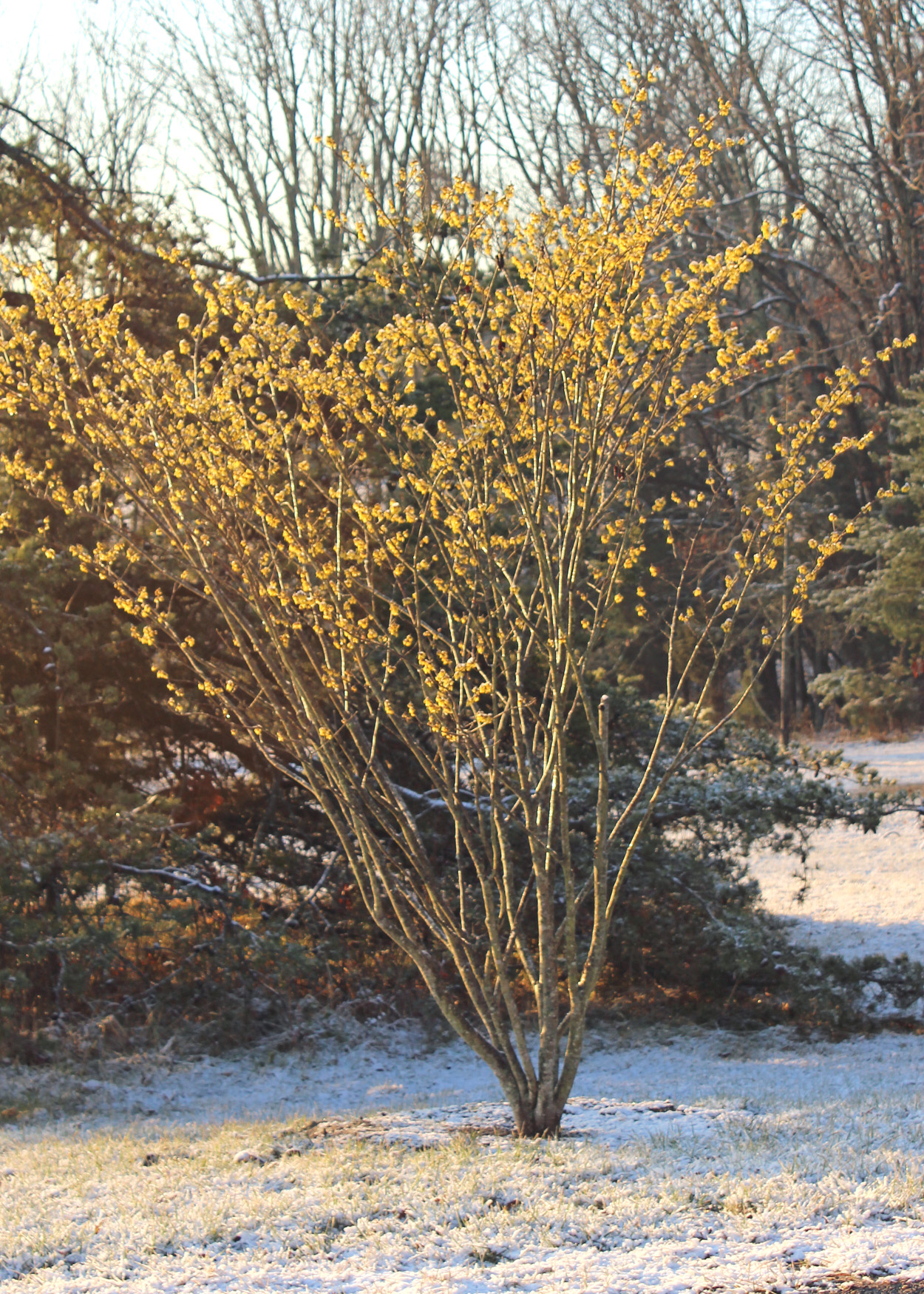 Trees We Love - Witch Hazel | Shade Tree Farm