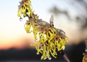 Witch Hazel with ice