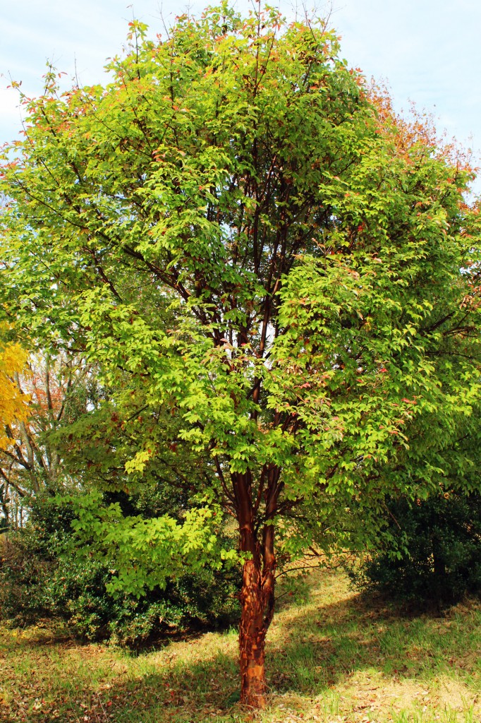 Paperbark Maple side profile