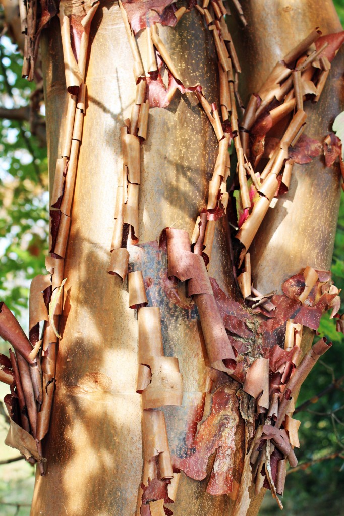 Paperbark bark detail