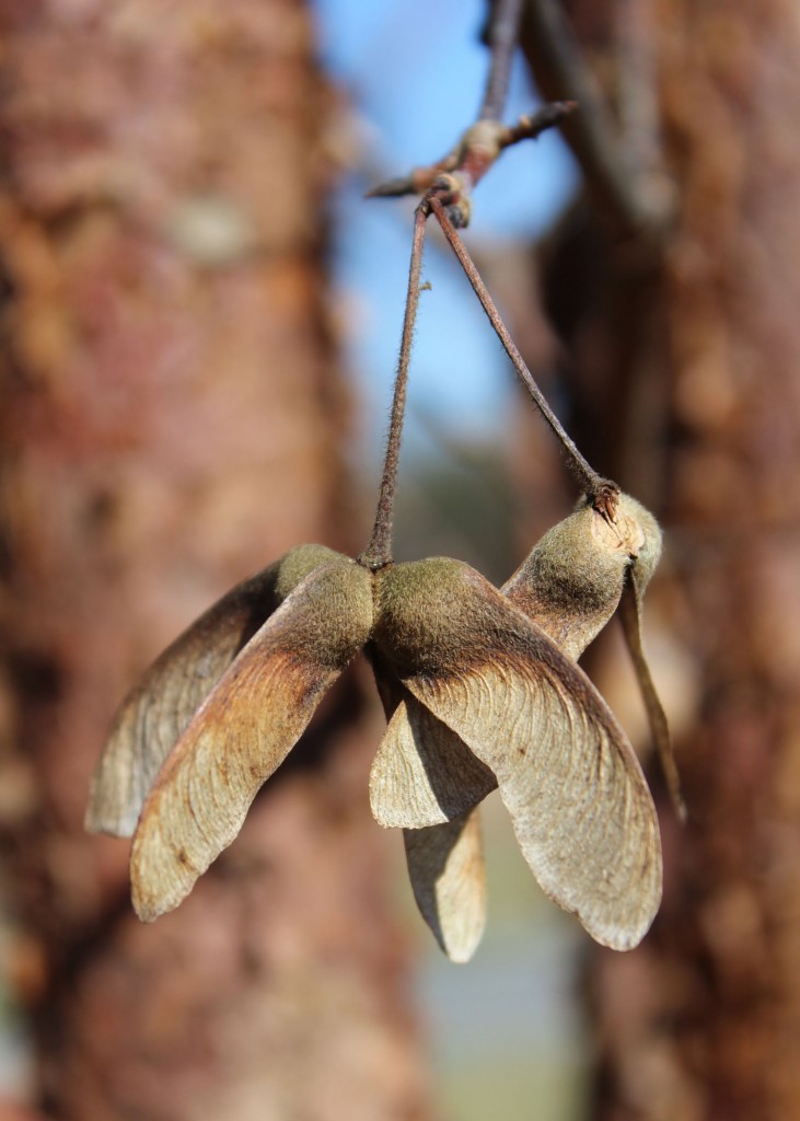 Paperbark seeds